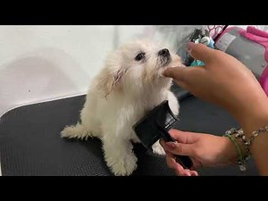 Grooming Maltese Puppy! 2 months old