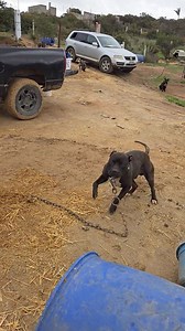 113K views · 3.5K reactions | CALL ME!!! YALL TALK BIG ON FACEBOOK DOGMAN FORUMS , YALL WORST THAN WOMEN 藍 SHOOT I AINT RAISING POODLES OR CHIHUAHUA !!' COME GET SUM!!!  | LUCKY LOPEZ | Facebook