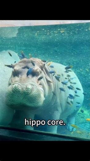 Zero.Context | In the first 37 seconds of the video, several clips show different hippos in various situations. It starts with a baby hippo standing by... | Instagram