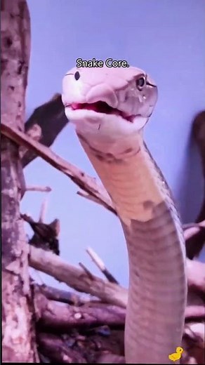 Snake core 🐍