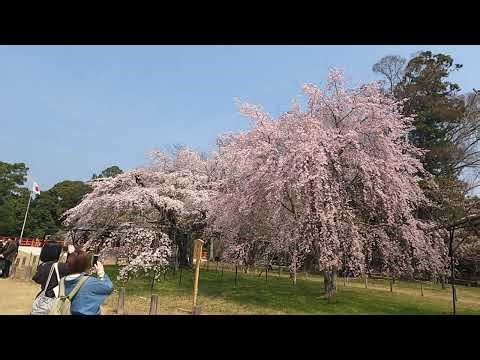 上賀茂神社🌸御所桜2026年３月28日