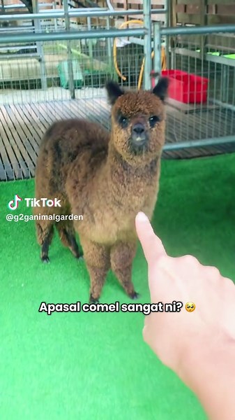 Alpaca Comel di Petting Zoo Selangor