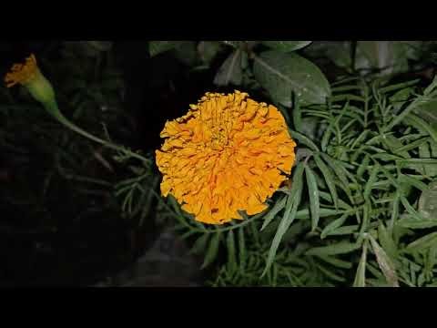 Marigold shining in night