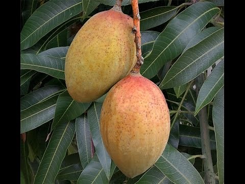 Growing Mango ‘Pickering’ in Containers - How to Grow Mangos