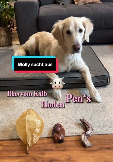 Molly's Kauartikeltest: Beste Snacks für Hunde