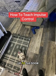 How To Teach Impulse Control #dogtraining #dogtrainer #positivedogtraining #forcefreedogtraining #dogtrainingtips #dogtraininglife #dogbehavior #dogobedience #obediencetraining #trainyourdog #rewardbasedtraining #dogtrainersofinstagram #dogtrainingjourney #dogtrainingadvice #boardandtrain #BestBuddyDogTrainer #MarylandDogTrainer #SouthernMarylandDogs #dogtrainingacademy #inhomeobediencetraining #dogtrainingprogram #dogtrainingclass #dogtrainers #dogtrainingvideos #dogtrainingcommunity #dogtraini