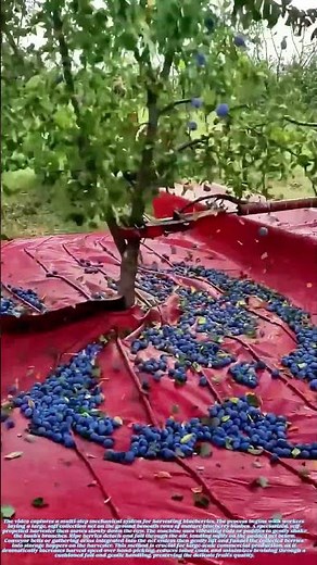 The Berry Shake: Mechanizing the Gentle Harvest of Blueberries