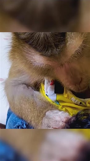 Asmr Monkey Grooming #asmrgrooming #asmrmonkey #monkeygrooming #asmrmonkeygrooming #asmr
