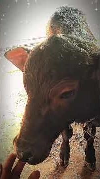 Ban jala tu okar rakhwala , child Buffalo 🐃 😍😘😘