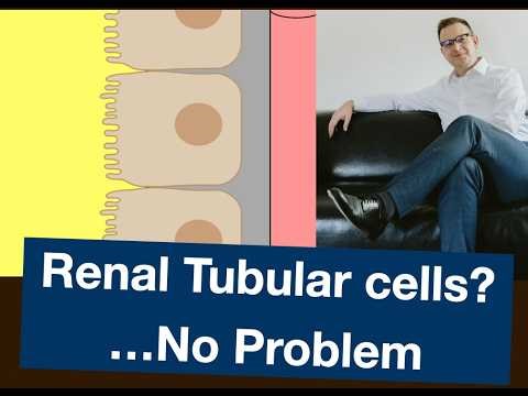 Renal Tubular Cells: Apical vs Basolateral Surfaces