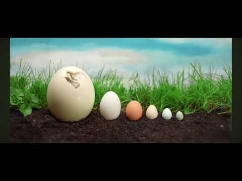 What are the largest and smallest eggs? Find out here.