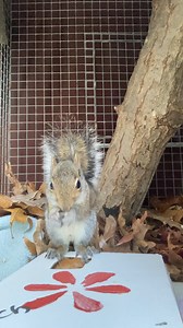 1.9K views · 283 reactions | Our youngest Eastern Gray Squirrel...
