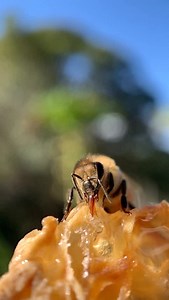 2.7K views · 116 reactions | A honeybee’s tongue — or proboscis  — is a tiny, straw-like tool built for sipping nectar, tasting, slurping honey and even grooming! When extended, it’s about 6.5 mm long, perfect for reaching deep into flowers, then folds up neatly under the head. #beesarecool #shotoniphone #macrobees #slowmotion #honeybee #honeybee #beetongue #beefact | Macro Bees | Facebook