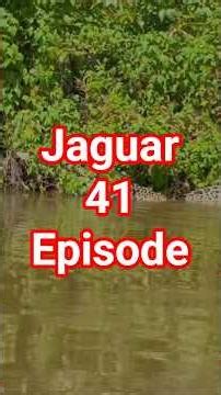 #Jaguar moving alligators