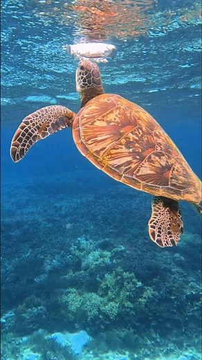Balicasag Island in Bohol, Philippines 🇵🇭 is a paradise for snorkelers and divers