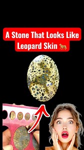 From rough petrified palm wood to a polished cabochon, this piece surprised me with a natural leopard-skin pattern. 🐆 🥶 #lapidary #lapidarylife #cabochon #petrifiedpalmwood #fossilwood #stonecutting #lapidaryart #handcutcabochon #rockhound #satisfyingvideo #cabochoncutting | Yazid Ikhsani