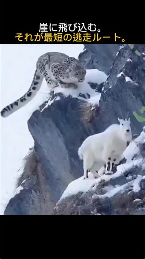 謎と真実のアーカイブ on Instagram: "マウンテンゴートは、 天敵であるピューマから逃げるとき、 ためらいなく崖を跳ぶ。 一見、 自殺行為のように見えるが、 彼らにとっては 最も安全な選択だ。 マウンテンゴートは、 急峻で岩だらけの環境に 完全に適応している。 彼らの蹄は、 ゴムのように柔らかく、 中央がくぼんだ形状をしている。 その構造によって、 わずかな岩の縁にも しっかりと食いつく。 捕食者にとって致命的な落下でも、 マウンテンゴートは 体勢を保ち、 ダメージを最小限に抑えられる。 平地で追われるより、 高低差に賭ける。 彼らは、 重力すら 生存戦略に変えた。 自然界では、 強さよりも 「適応」が生死を分ける。 ——————————————————————— まだ知らなかった様々な興味深い真実を知りたいのなら、 ＠interesting_fact.zipをフォローしてください！ 世界中の面白い話をお伝えいたします！"