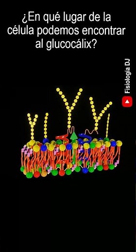 Membrana celular estructura y función | ¿Lugar de la célula donde encontramos al glucocálix?