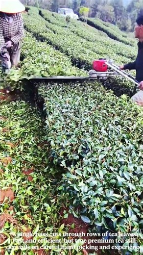 Mechanical Tea Harvesting Looks Brutal But Reveals The Real Balance Between Speed And Quality #work