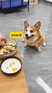 Tricky one 😅. | We Love Corgi