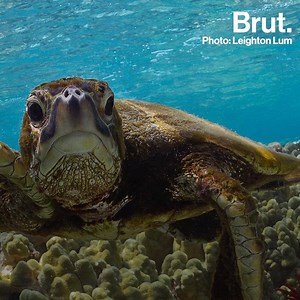 167K views · 4.3K reactions | The "Billion Tree Tsunami" has reached its goal in Pakistan. And that's just one of the good news stories for this month. ✊ | Brut nature | Facebook