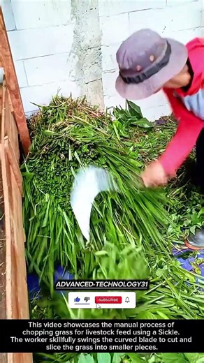 Traditional Grass Chopping – Sickle Technique for Livestock Feed !! #innovation #tools