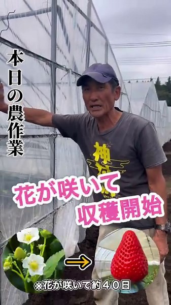 【いちご栽培】ビニールハウス作業 #いちご栽培 #いちご#いちご農家 #農業#農家
