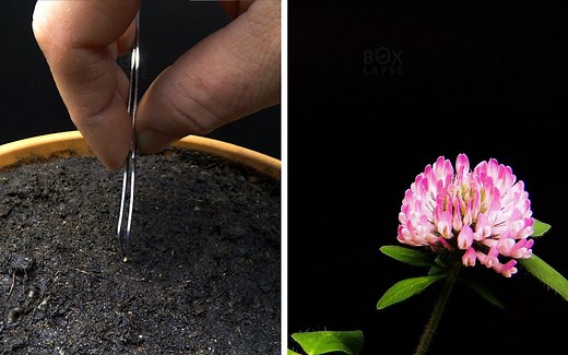 41天三叶草的成长过程-从种子到开花