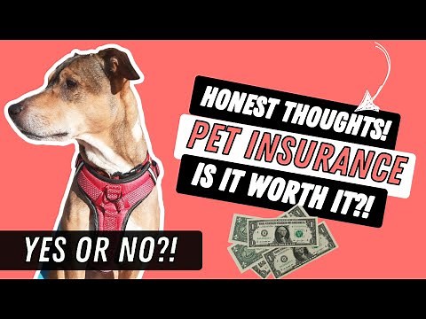 Do You NEED Pet Insurance?