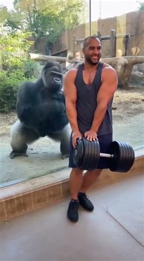The bodybuilder failed to lift heavy weights. 🥺😮.....#bodybuilding #gorila #animals #bigarms