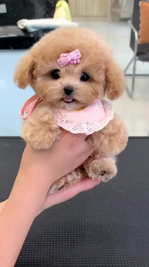 Cute Puppy Compilation - Sweet and Adorable Dog Videos