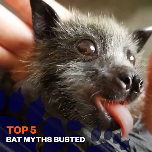 5.7M views · 83K reactions | TOP 5 - Bat Myths Busted Via: instagram.com/wingspawsnclaws/ | Naturee | Facebook