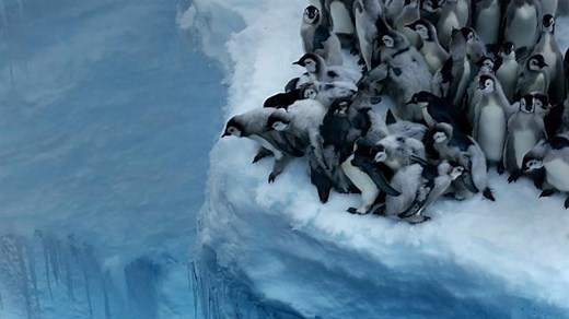 How Antarctica’s penguins became nature’s daredevils