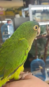 Discover 3 fascinating curiosities about the Half Moon Conure as pets! 🦜 Experts in imitating sounds! These colorful birds are known for their ability to imitate sounds of the environment, from the phone bell to simple words. Get ready to be surprised with their imitation skills! Vibrant personalities: The Half Moon Conure are famous for their energy and playful personalities. They are loyal and affectionate companions who enjoy interacting with their owners and exploring their surroundings wit