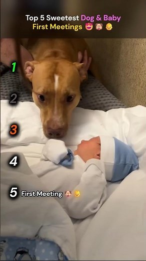 Dogs Meet Babies for the First Time 😭❤️