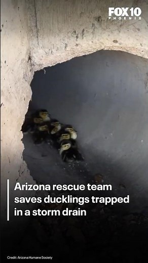 Arizona rescue team reunites ducklings with mother | FOX 10 Phoenix