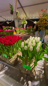 Tulip Show😊🌷 | Tulip Tours Holland