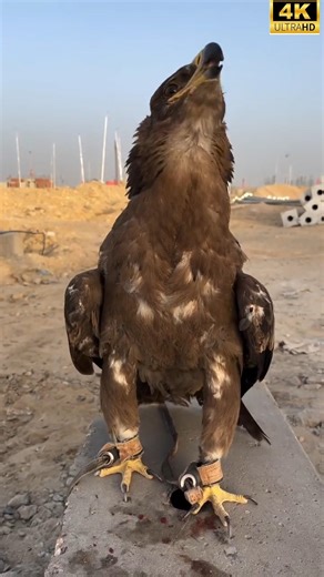 One Bite… Gone! Eagle Devours Duck.#shorts #viral #wildlife #eagle #duck#animalattack #predator#ai