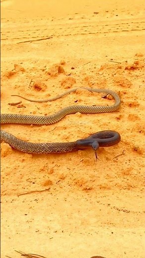 Black‑Headed Ground Snake | Rare Burrowing Snake of the Mediterranean 🌍🐍 #naturelovers #snakelovers
