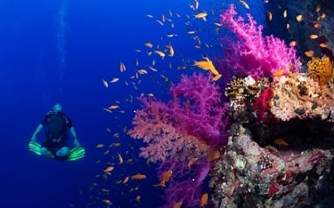Egypt & Red Sea Diving Holidays
