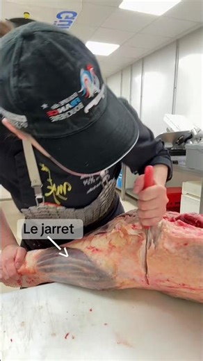 Les muscles du bœuf 2- Le jarret