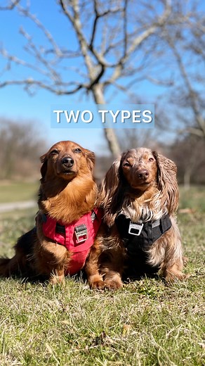 134K views · 1.7K reactions | I’ve come to accept that he’d probably trade me in for an empty cardboard box too 﫠 #loveyouanyway #bestofbothworlds #oneofeach #yingyang | Oliveyoufreddie | Facebook