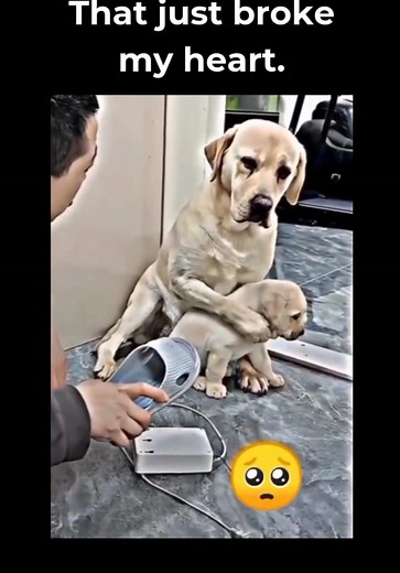 Labrador Mother Protects Puppy with Unconditional Love