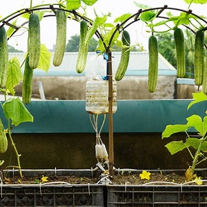 Growing cucumbers all year round at home 🥒 | DIY Balcony Garden