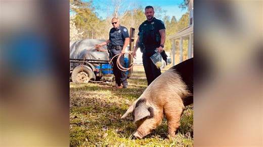 Hog wild: Pig-wrangling post goes viral on local sheriff's office social media
