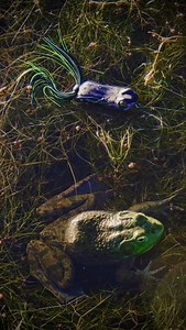 Every Megabass color tells a story—crafted not just to look good, but to perform in real-world conditions. From nuanced translucence to hand-painted patterns, our color process is rooted in decades of Japanese design philosophy and field testing. We don’t chase trends—we create them. Each hue, layer, and finish is born from relentless experimentation, designed to trigger instincts and maximize visibility across a wide range of water clarities and light conditions. #matchthehatch | Megabass of Am