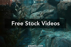 Penguin Swimming Videos, Download The BEST Free 4k Stock Video Footage & Penguin Swimming HD Video Clips