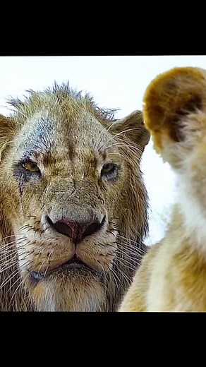 How Simba grew up#movie #ainmation #simba #lionking