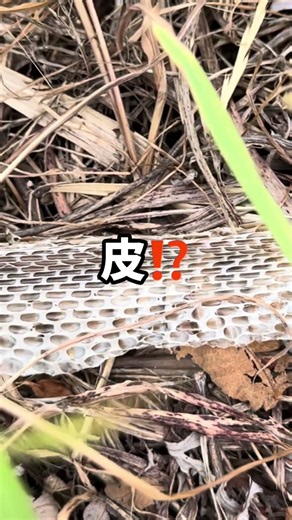 其の二〝多摩川河口編〟【デカいヘビ】⁉️を見つけたと…おもたら…