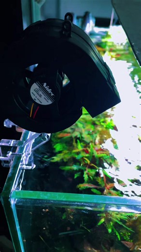 Aquascape hơn 100 lúa — Bể thủy sinh quá ok